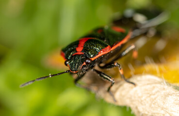 Close-up love of two beetles on a plant