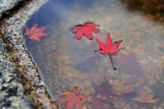 Beautiful red maple leaves float on the surface of the pond.