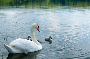 Naklejka premium a white swan female with small swans swims in a pond