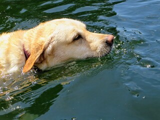 Closeup of a yellow lab swimming in the ocean © christopher