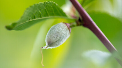 Close up of small peach fruits on a tree branch.