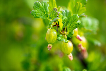Close up of green gooseberries on a plant