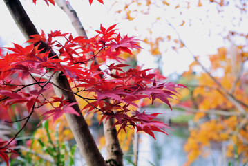 Beautiful branch with bright red maple leaves in a japanese park.