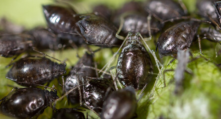 Close-up of aphids on a leaf of a tree.