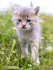 Portrait of a little kitten in green grass