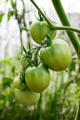 brush of green unripe tomatoes. home farming concept