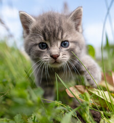 Portrait of a little kitten in green grass