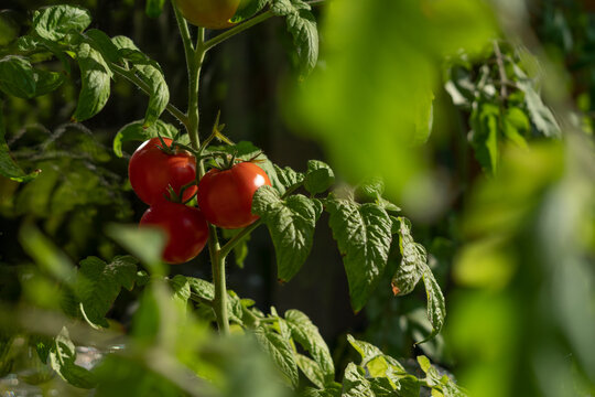 Ecological and natural ripe Uhlan tomato hanging on the branch. Home cultivation of vegetables