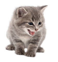 Little fluffy kitten isolated on a white
