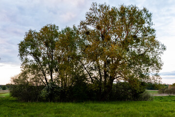 Fototapeta na wymiar Two willow trees at field rural area with many viscum plants on branches. Shrubs below trees. Evening sunlight. Polesie, Poland, Europe.