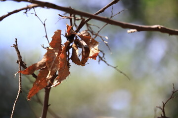 木にひっかかった枯葉
