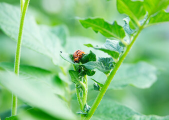 Colorado potato beetle larva eat the leaves of a potato bush. Close-up