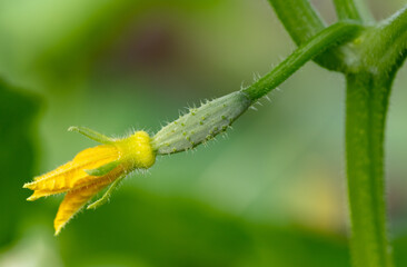 Yellow flowers on the branches of a cucumber