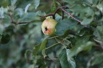 apples on a tree