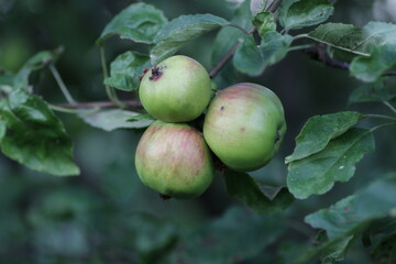 apples on a tree
