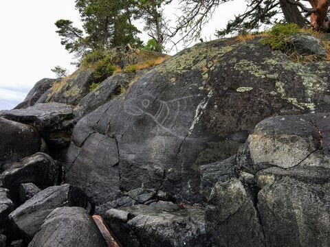 The famous petroglyphs at East Sooke Park, on Vancouver Island, Canada.  An ancient rock carving of a seal created by coastal First Nations peoples thousands of years ago.  Slowly fading away.