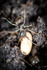 White ant eggs in nature.