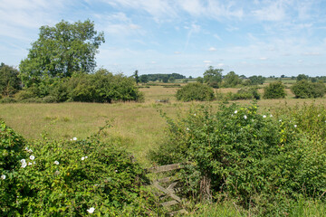 Fototapeta na wymiar A view over a hedgerow and wild flowers, of lush midsummer fields with trees, bushes and blue sky