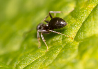 Close-up of an ant on a green leaf.