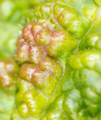Close-up of a red wound on a green leaf from a biting aphid on nature.