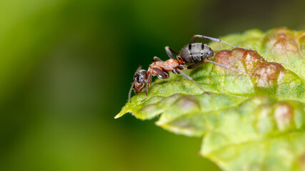 Close-up of an ant on a green leaf.