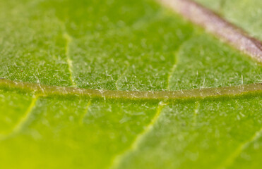 Close-up of a green leaf in nature.