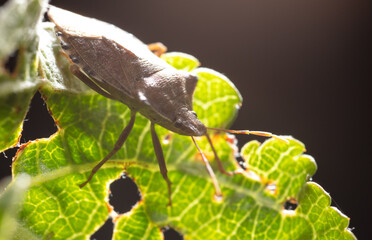 Close-up of a bug on a green leaf in nature.