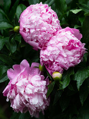 Pink round ball shaped flowers of peony (Paeonia) shrub in garden. Close-up of flowers after rain, wet petals and leaves.