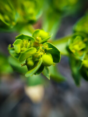 Brotes verdes en macro