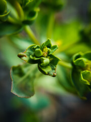 Peque&ntilde;o brote verde en macro