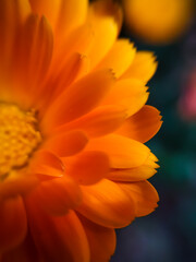 Flor naranja en macro
