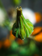 Peque&ntilde;o brote verde en macro