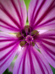 Flor morada en macro