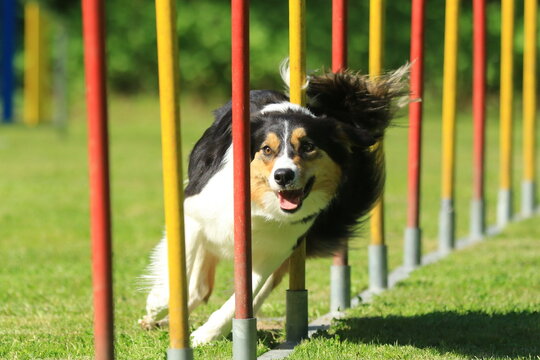 Agility - Border Collie beim Slalom
