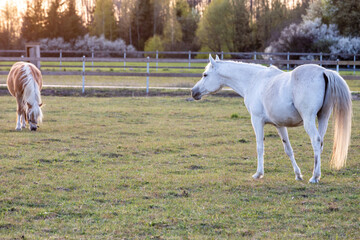 White horse looking at another horse at paddock area. Evening lighting sunlight.