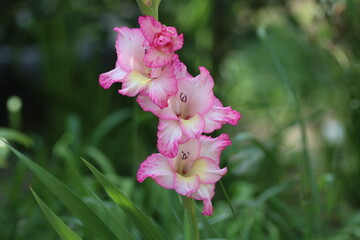 pink and white flowers