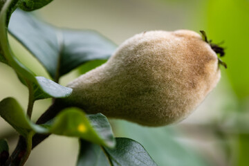 Close-up of young apple-quince unripe fruit growing horizontally on a tree in home garden in June. Hairy peel fruit.