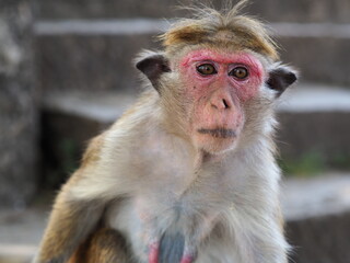 Macaque monkey with a broken nose