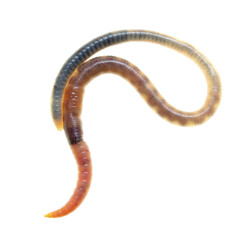 Earthworm on a white background.