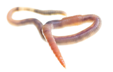 Earthworm on a white background.