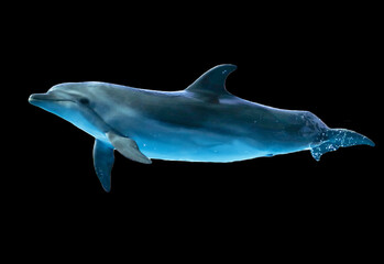 Dolphin is isolated on a black background.
