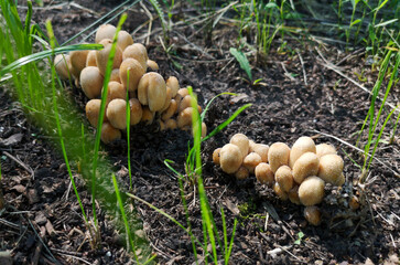 Inedible mushroom grows in the forest.