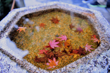Beautiful red maple leaves float on the surface of the pond.