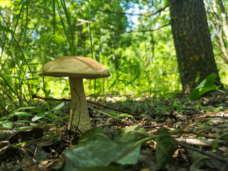 Edible mushroom grows in the forest.