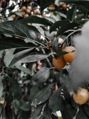 Frutas de un &aacute;rbol