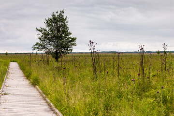 Obraz premium Wooden pathway through wetland grassy area, tree on the side. Plumeless thistles plants on meadow. Nature trail Czahary. Polesie National Park, Poland, Europe.