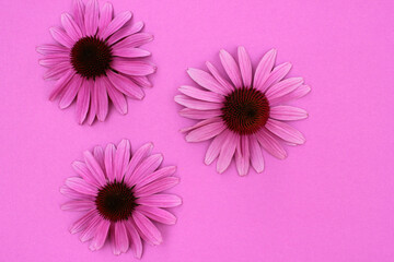 Echinacea flowers on purple background with copy space. Top view, selective focus