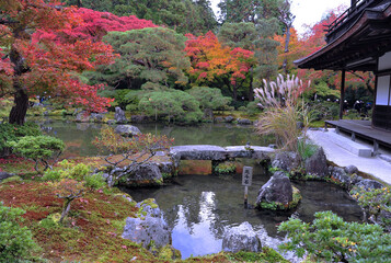 Fototapeta na wymiar Breathtaking view on japanese garden in autumn. Beautiful maple trees around the pool with big stones.