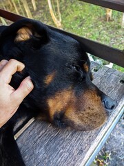 Rottweiler Recibiendo Cariños