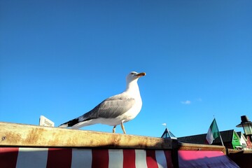 Curious Gull
